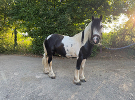 12.1 mini gypsy cob gelding