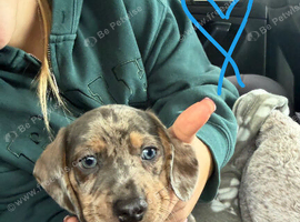 Miniature dachshund