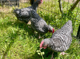 8 week old bantam cuckoo marans grower boys available