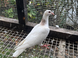 Coloured racing pigeons