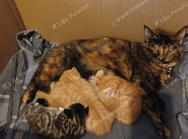 Kitten