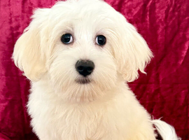 BEAUTIFUL ASIAN MALTIPOO GIRL READY TO GO!