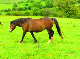 Selection of registered broodmares