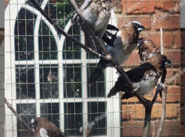 Bengalese finches