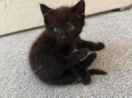 small kitten