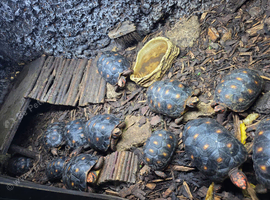 Red foot tortoise for sale babies and adult males
