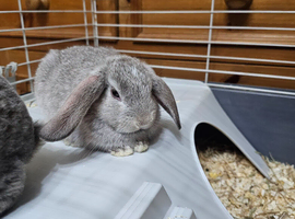 Baby bunnies 4 girls 1 boy