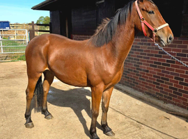 Lovely sports horse gelding 3yrs