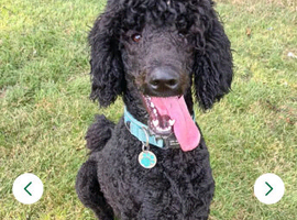 My kc standard Poodle, stud only