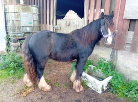 Yearling colt
