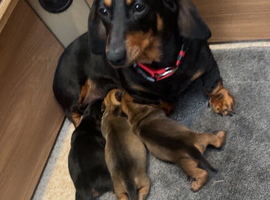 Miniature dachshund puppies