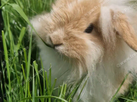 Beautiful Lionhead Lop Rabbit &ndash; Fluffy Lop-Eared Bunny &ndash; Gorgeous Golden/Apricot Colour