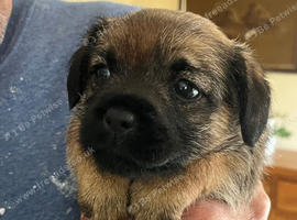 Border terrier puppy