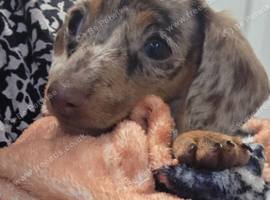 Dapple female miniature dachshund