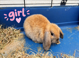 Ready Now! Gorgeous Mini Lop Babies!