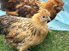 Polish, Silkies, Pekin bantam growers &pound;10 to &pound;15 each