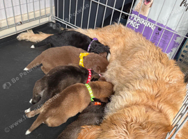 Labradoodle &times; Siberian Husky Puppies &ndash; Bury