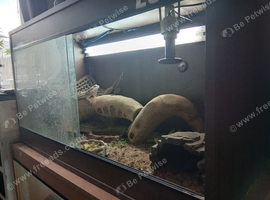 3 years old bearded dragon