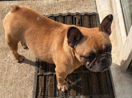 KC Registered French Bulldog female