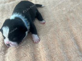 French bulldog x chug puppies