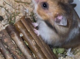 Hamster