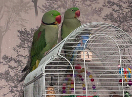 Alexandrine pair female and male