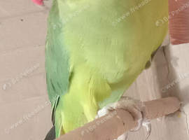 Female ring neck