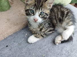 Tabby boy and tabby girl bengal mix