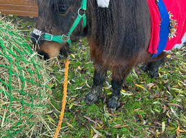 Registered miniature Shetland mare