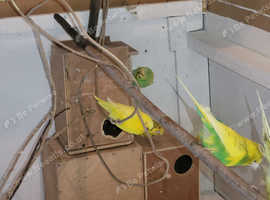 Budgies and adults all colours 20