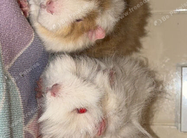 Pair of sows