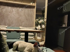 WANTED  MEARL french bulldog