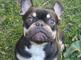 Male 1 year old black tan looking for his forever home