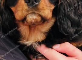 King Charles spaniel