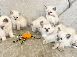 Ragdoll kittens texts/viewings welcome