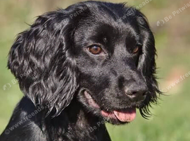 Mini working cocker spaniel
