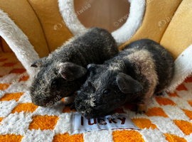 Two female skinny (werewolf) guinea pigs