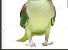 Hi looking for a female alexandrine parakeet for breeding must be 2/3 years old
