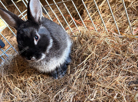 Black male rabbit