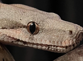 Multiple boas looking for new homes