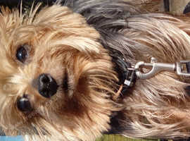 Bespoke One to One Dog walking & Daycare Service