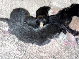 Gorgeous kittens, Ginger, Grey & Tortoiseshell