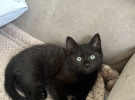 Loving kitten for sale
