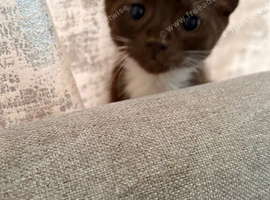 Kitten