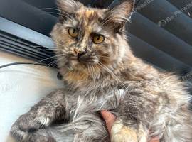 Maine coon kitten