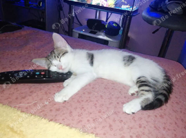 pretty little female kitten