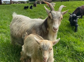 Registered Female Pygmy Goat Kids for Sale &pound;850 the Pair
