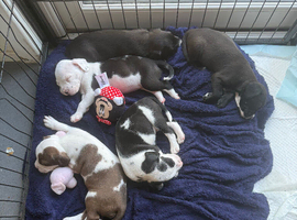 Little of bully/cocker spaniel puppy&rsquo;s