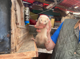Young ferrets for sale ready now well fed and looked after good strain fifteen pound each thanks