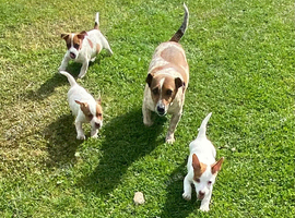 Full breed speckled jack Russell puppies